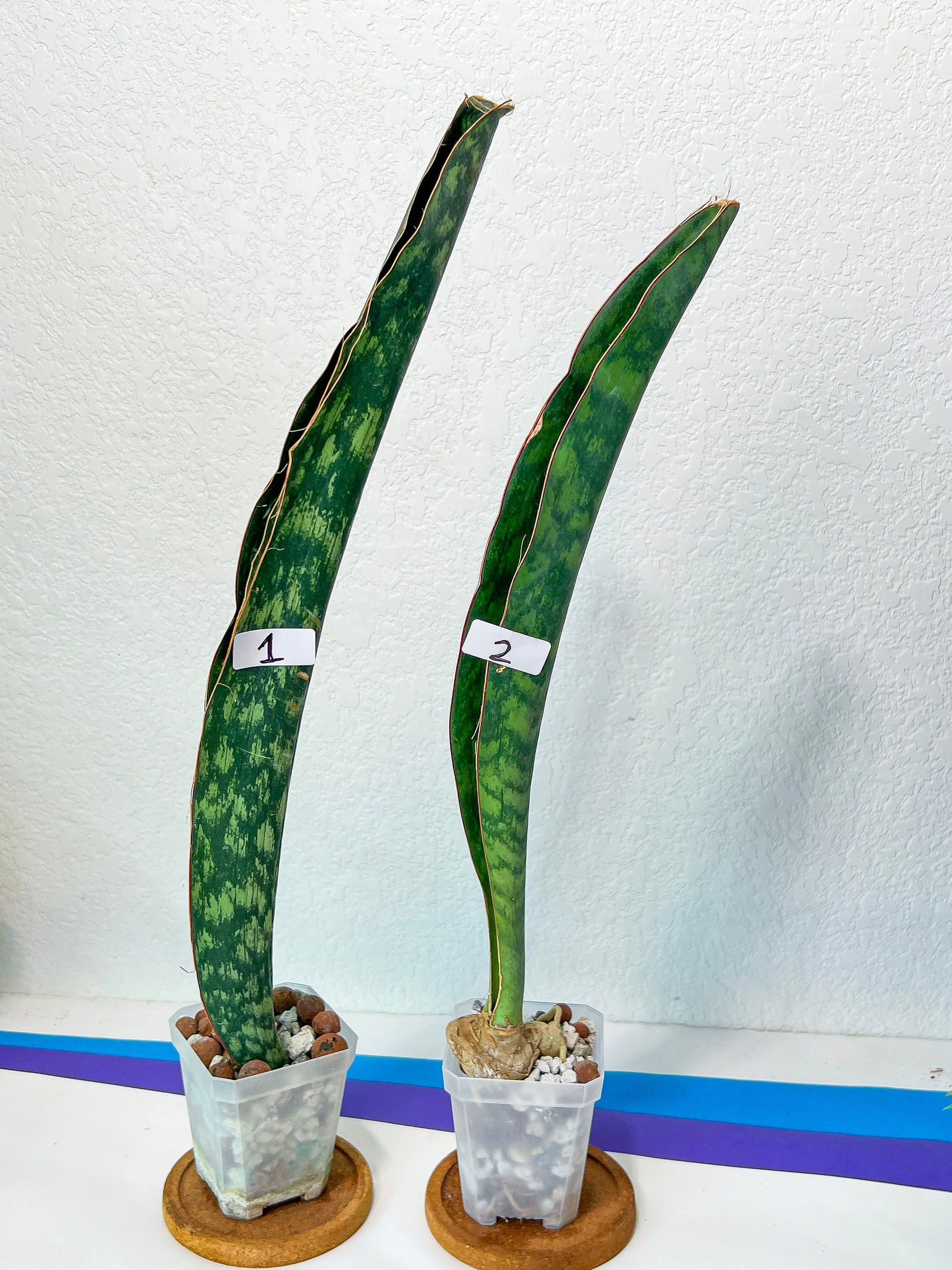 Sansevieria Malawi Midnight | Imported | Slow Growing