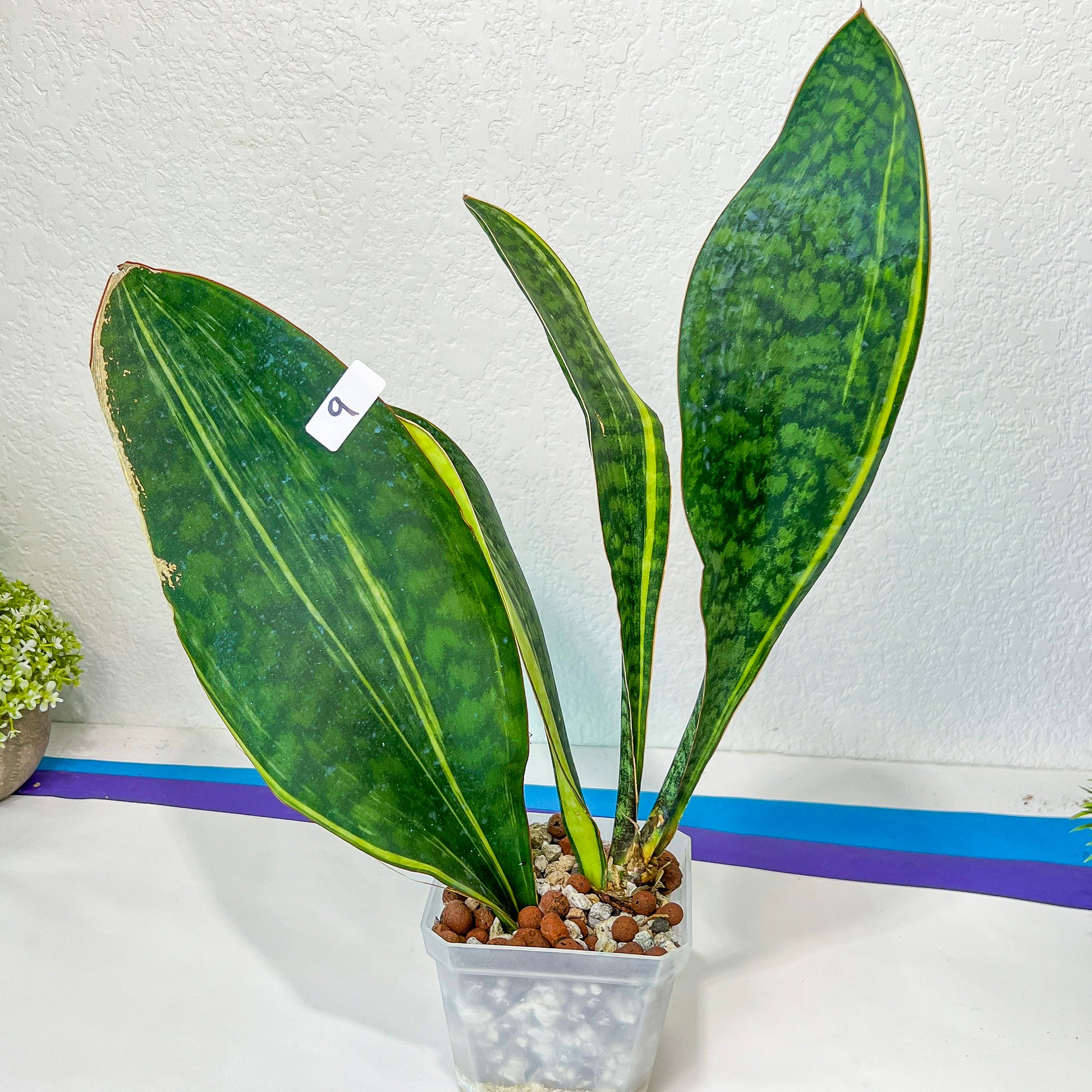 Sansevieria Masonianas Congo Variegated (#MB9) | Imported | 4.5" Pot