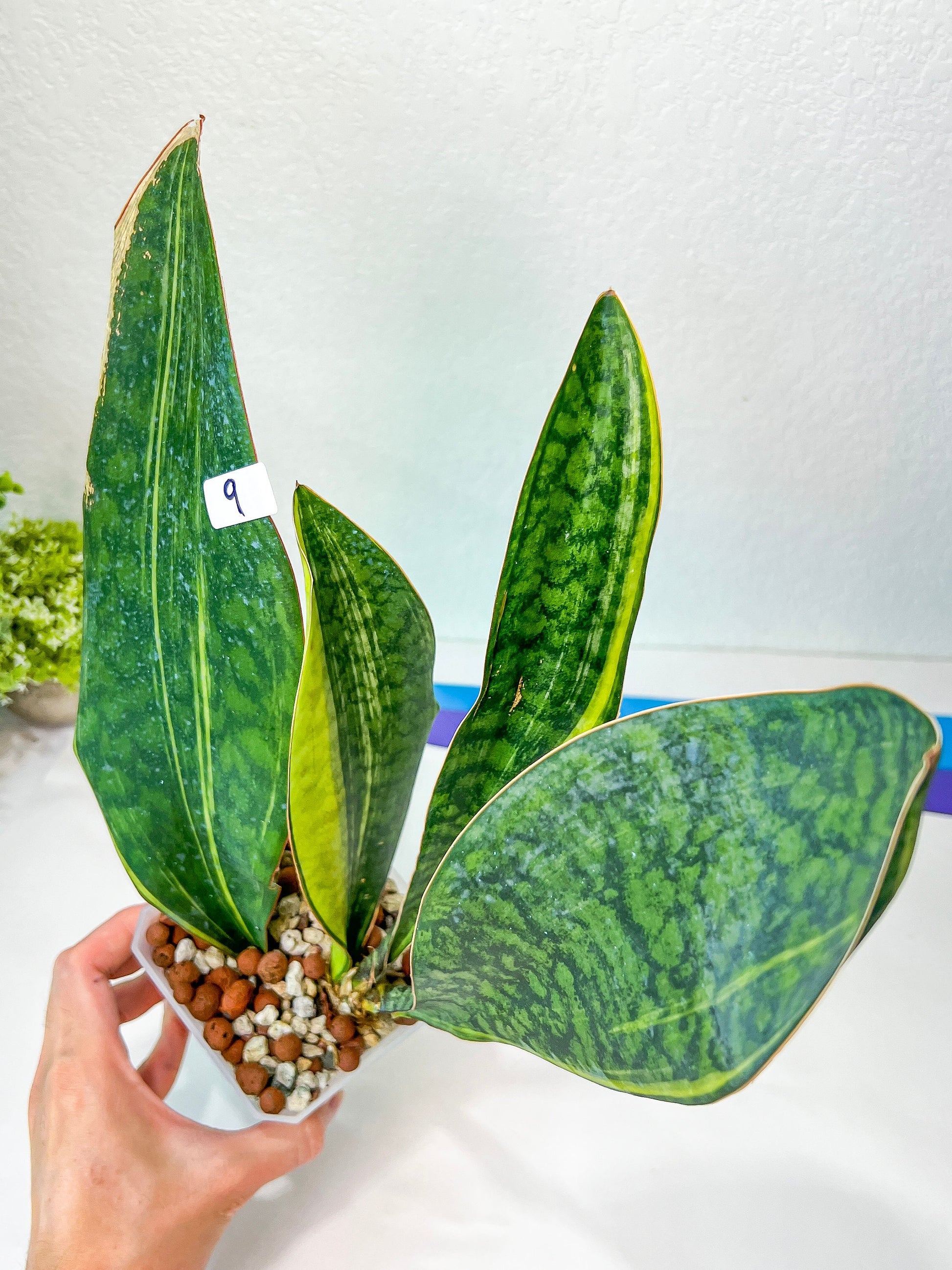 Sansevieria Masonianas Congo Variegated (#MB9) | Imported | 4.5" Pot