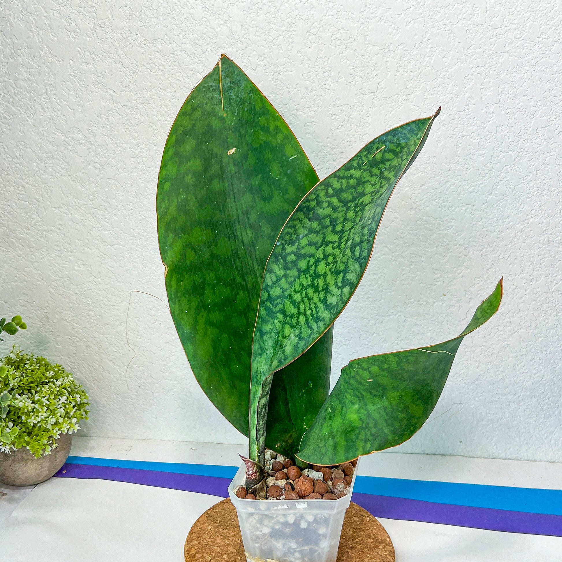 Sansevieria Masonianas Congo (#MB1~3) | Rare House Plants | 4.5" Pot