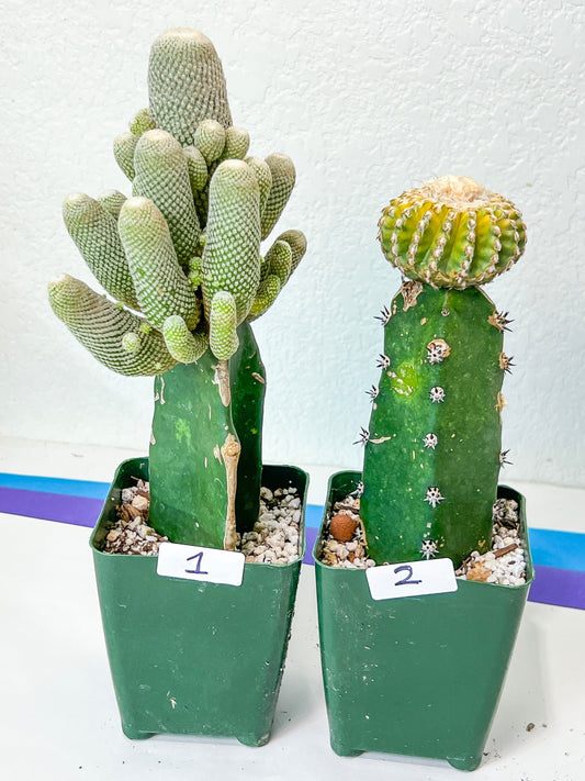 Rare Grafted Cactus Collections (#M2) | Imported | Rare Plants