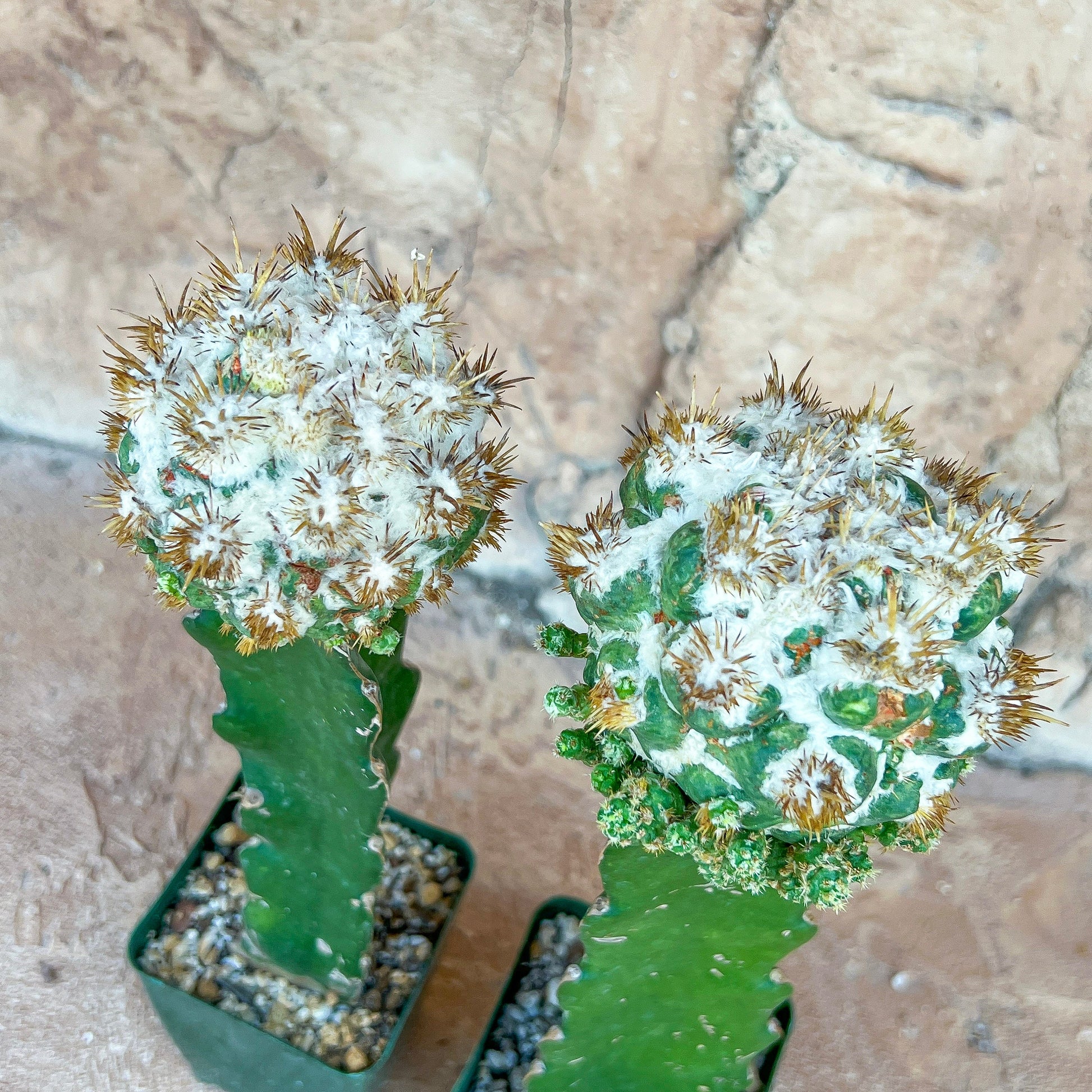 Coryphantha Elephantidens Thorn Crested Grafted (#M44) | Very Rare Import