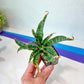 Sansevieria Nalika (#H14) | Rare Imported | 2" Planter