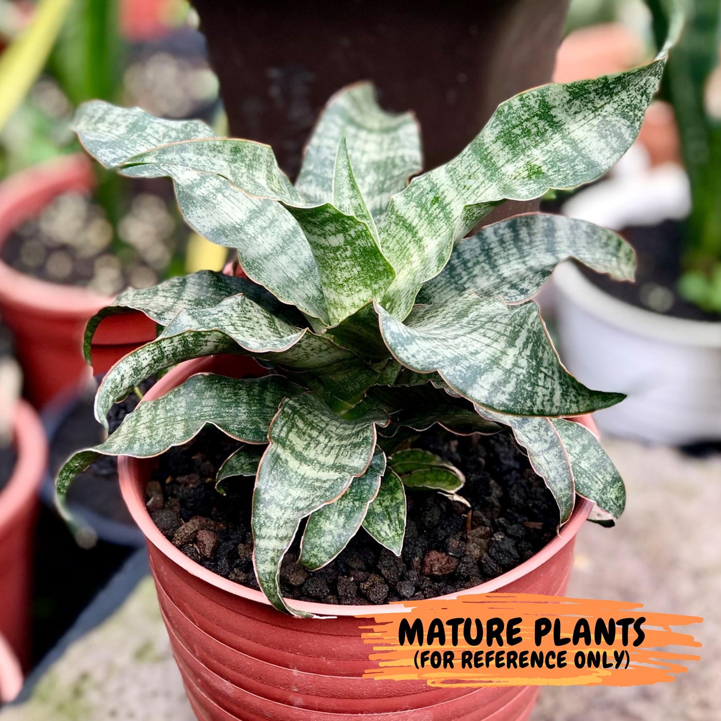 Sansevieria Nalika (#H14) | Rare Imported | 2" Planter