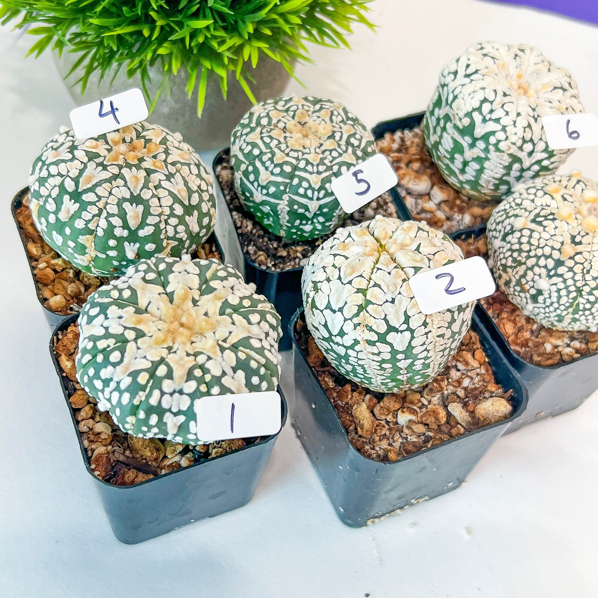 V-type CactusAstro (#TB1~18) | Rare From Japan | Myriostigma | Succulents | 2" Planter