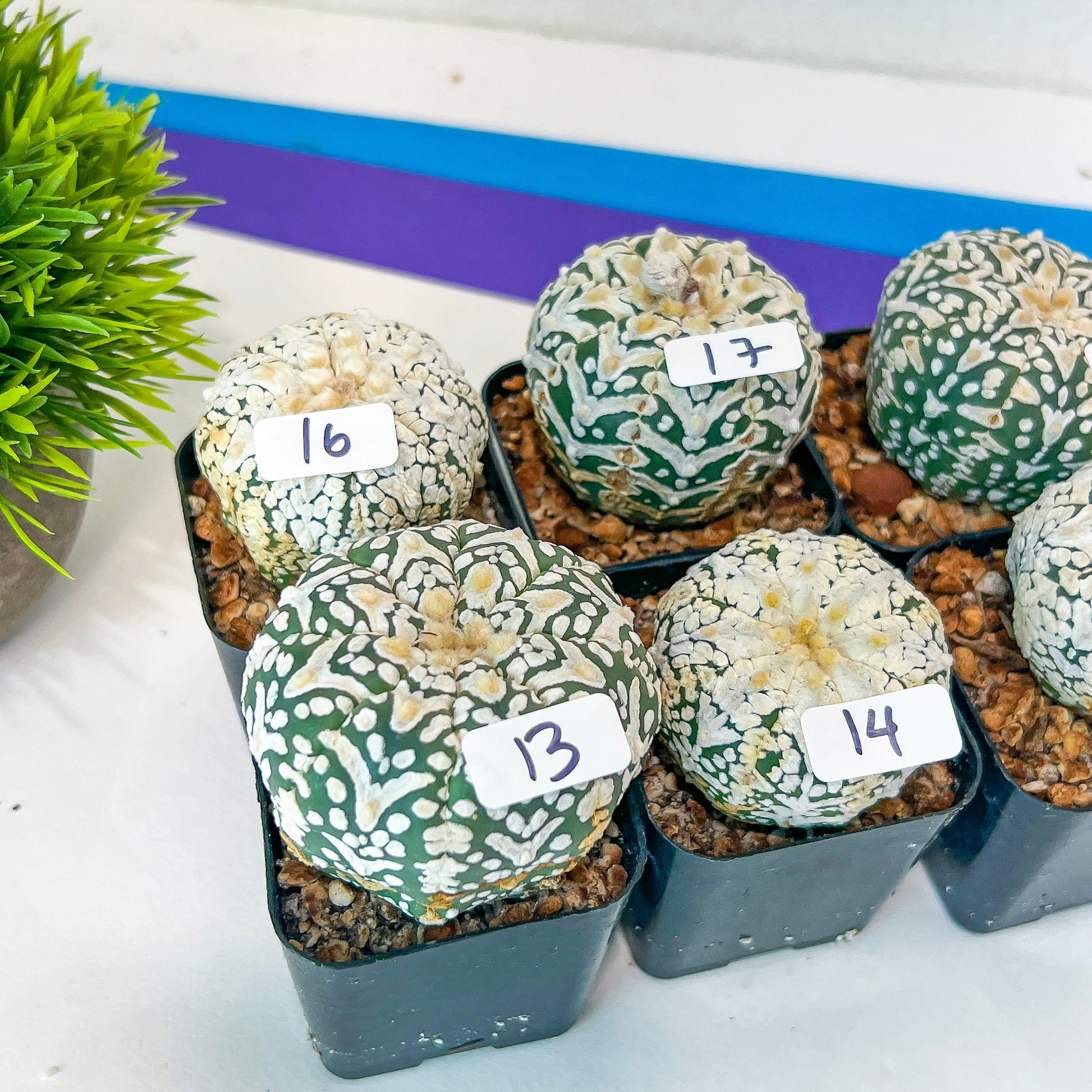 V-type CactusAstro (#TB1~18) | Rare From Japan | Myriostigma | Succulents | 2" Planter