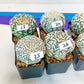 V-type CactusAstro (#TB19~36) | Rare From Japan | Myriostigma | Succulents | 2" Planter