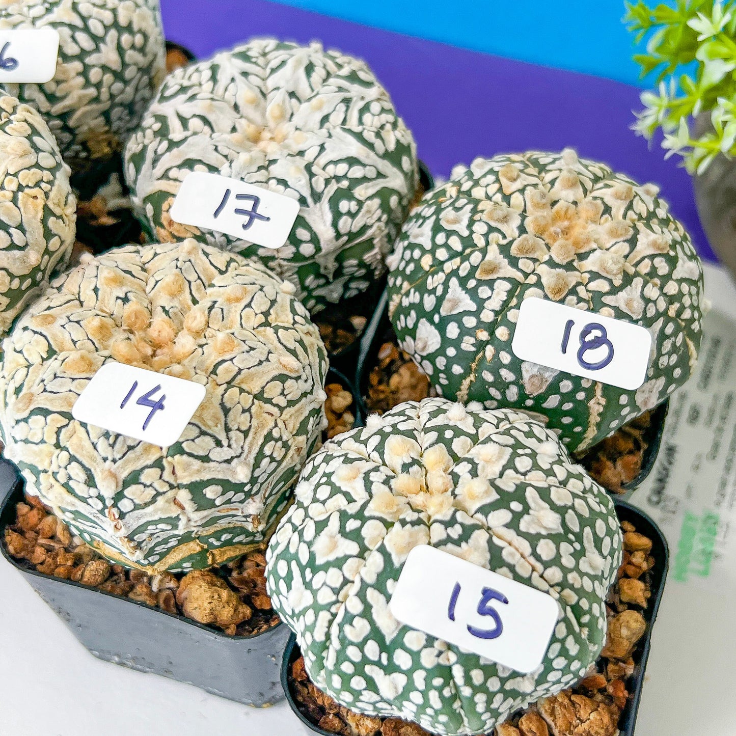 V-type CactusAstro (#Tf1~18) | Rare From Japan | Myriostigma | Succulents | 2" Planter