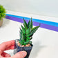 Sansevieria Back Ant (#AC36) | Imported House Plants | Snake plant | In 2inch Planter