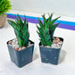 Sansevieria Back Ant (#AC36) | Imported House Plants | Snake plant | In 2inch Planter