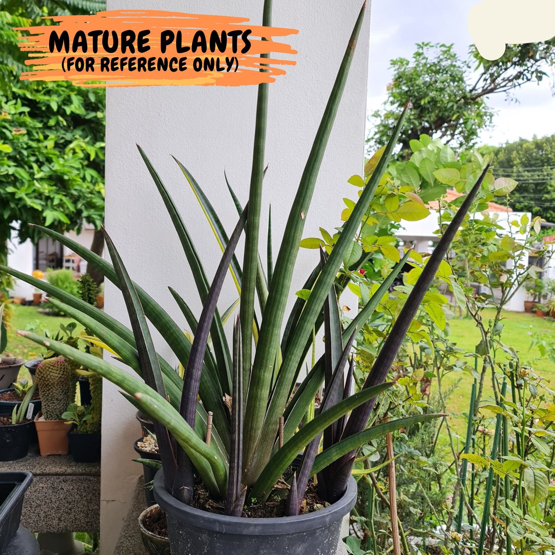 Sansevieria Pink Cell (7) | Color changes seasonally