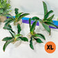 Sansevieria Water Mark (#Ra35) | Snake Plant | Rare Imported Plants