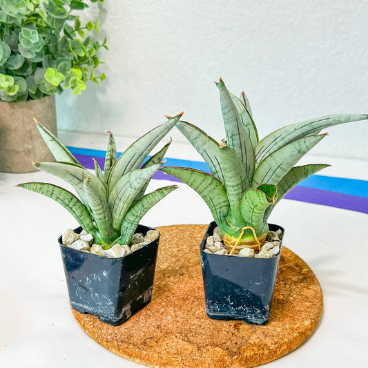 Sansevieria Angle Mini (#RA36) | Imported House Plants | Snake plant | In 2inch Planter