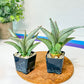 Sansevieria Angel (PH7) | Imported Hybrids | 2" Planter