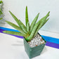 Sansevieria Snow Boy XXL (#R34) | Imported House Plants | Snake plant | 4" Pot
