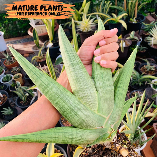 Sansevieria Super Chubby | Choose your own Plant | (D5) (D3)