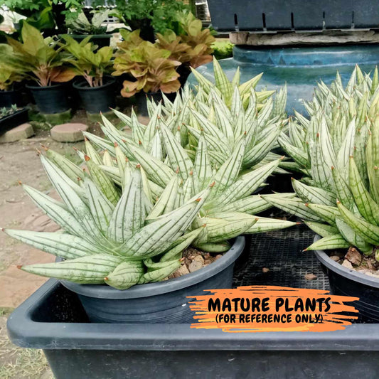 Sansevieria Yaya (PH5) | Rare Imported House Plants