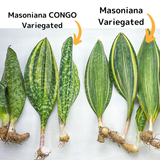 Sansevieria Masoniana Var (#MG10~14) | Hybrid of Masoniana Var x Eliptica Var