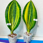 Sansevieria Masoniana Variegated (#MD1~6) | Rare House Plants | 9~12Inch