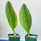 DISCOUNTED Sansevieria Masoniana Variegated (#MD12~16)| Rare House Plants