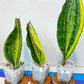 Sansevieria Masonianas Congo Variegated (#MD1~6) | Rare House Plants