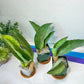 Sansevieria BRUDA (#MC1~6) | Hybrid of Masoniana Var x Eliptica Var | Rare