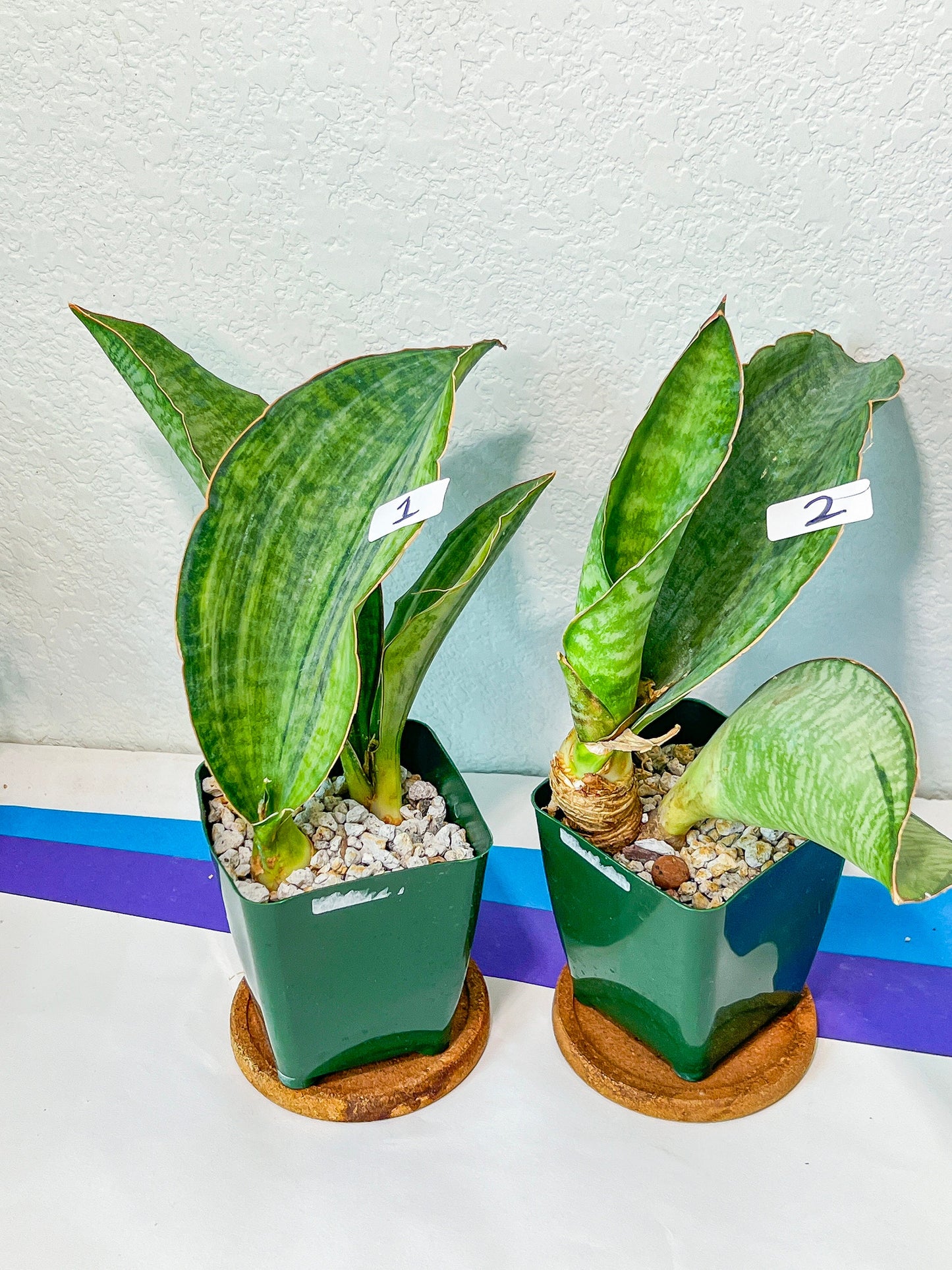 Sansevieria BRUDA (#MC1~6) | Hybrid of Masoniana Var x Eliptica Var | Rare