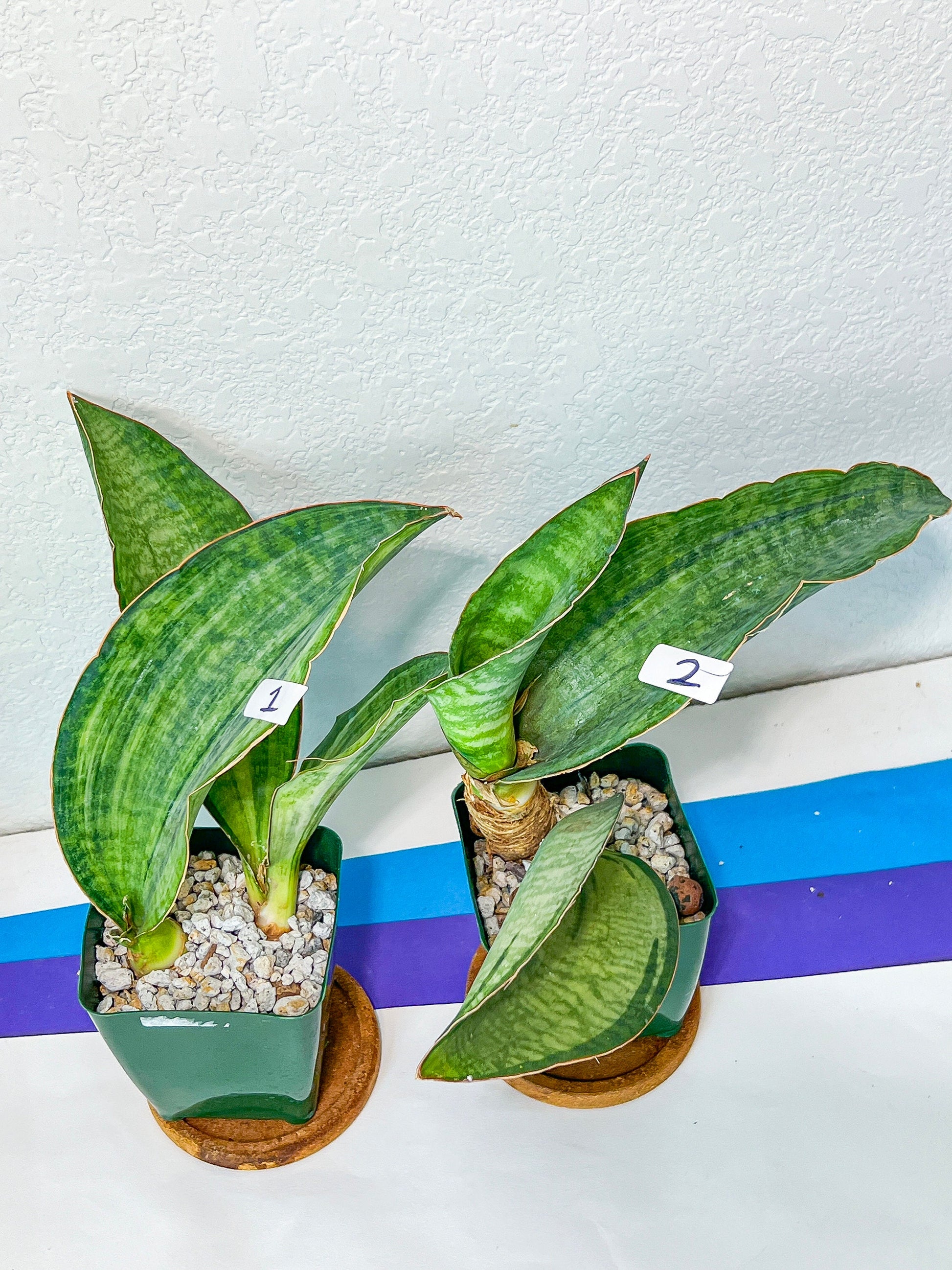 Sansevieria BRUDA (#MC1~6) | Hybrid of Masoniana Var x Eliptica Var | Rare