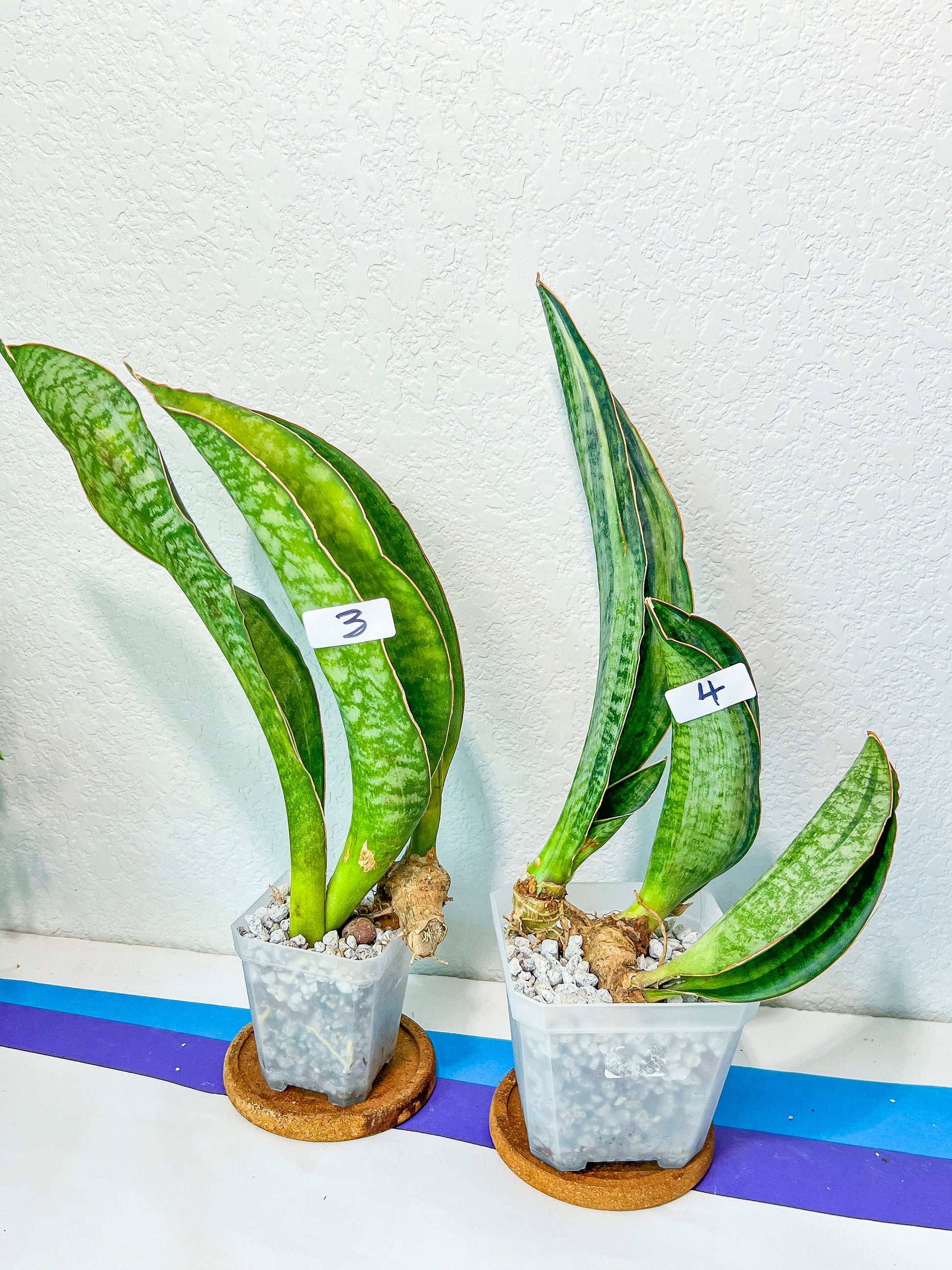 Sansevieria BRUDA (#MC1~6) | Hybrid of Masoniana Var x Eliptica Var | Rare