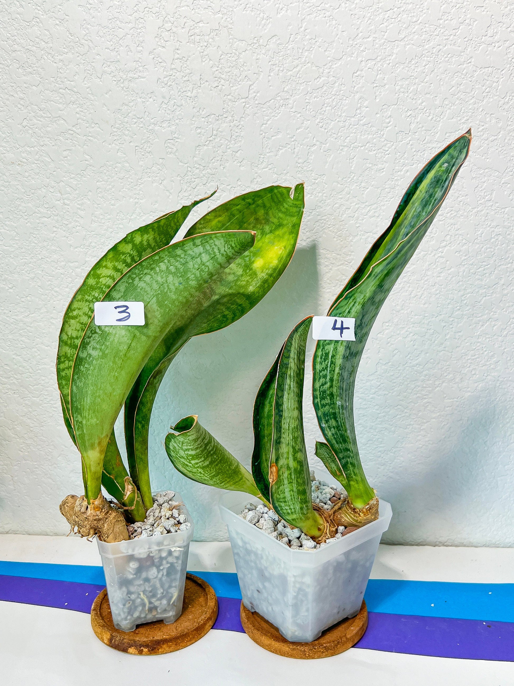 Sansevieria BRUDA (#MC1~6) | Hybrid of Masoniana Var x Eliptica Var | Rare