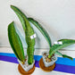 Sansevieria BRUDA (#MC1~6) | Hybrid of Masoniana Var x Eliptica Var | Rare