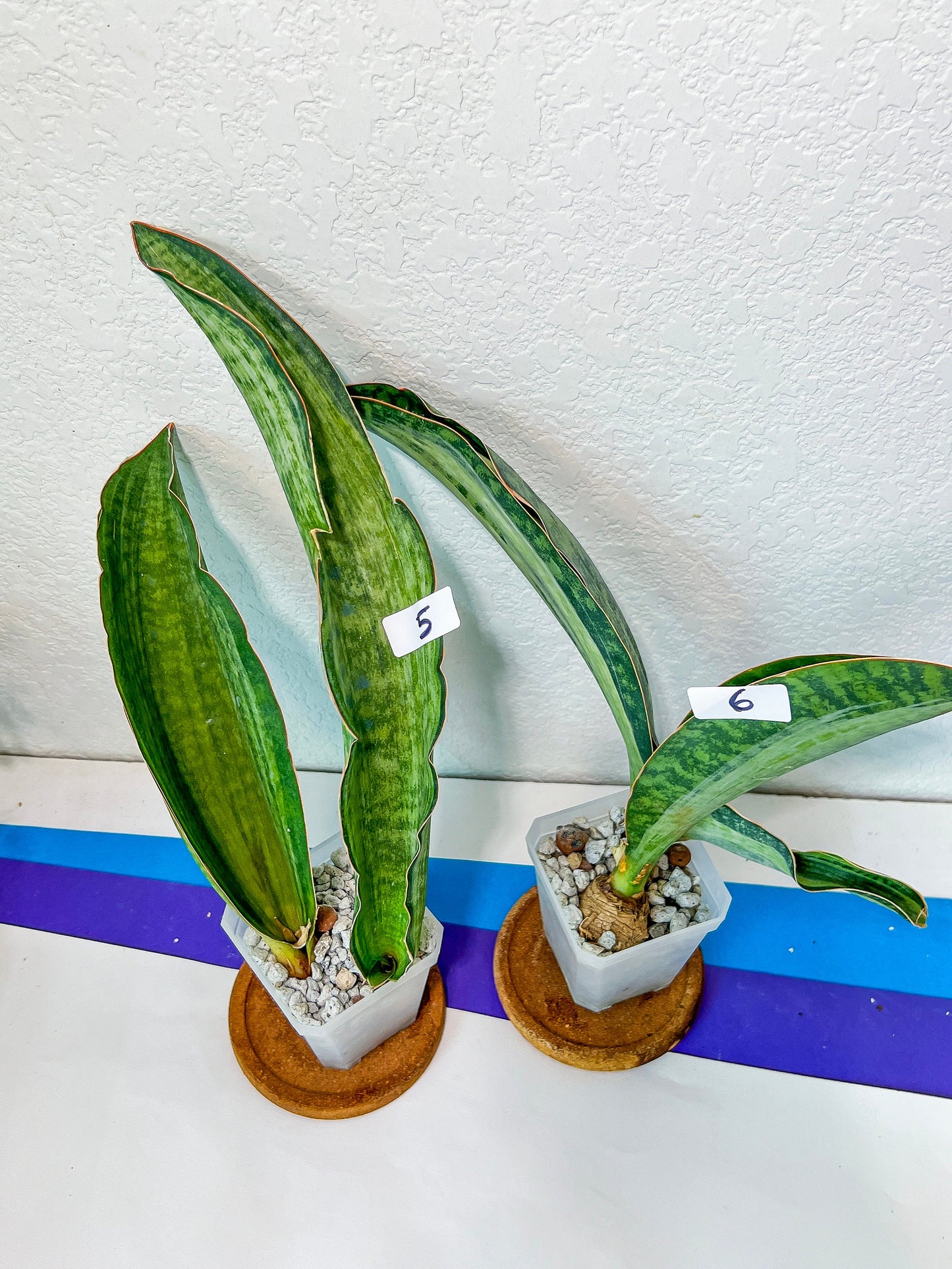 Sansevieria BRUDA (#MC1~6) | Hybrid of Masoniana Var x Eliptica Var | Rare