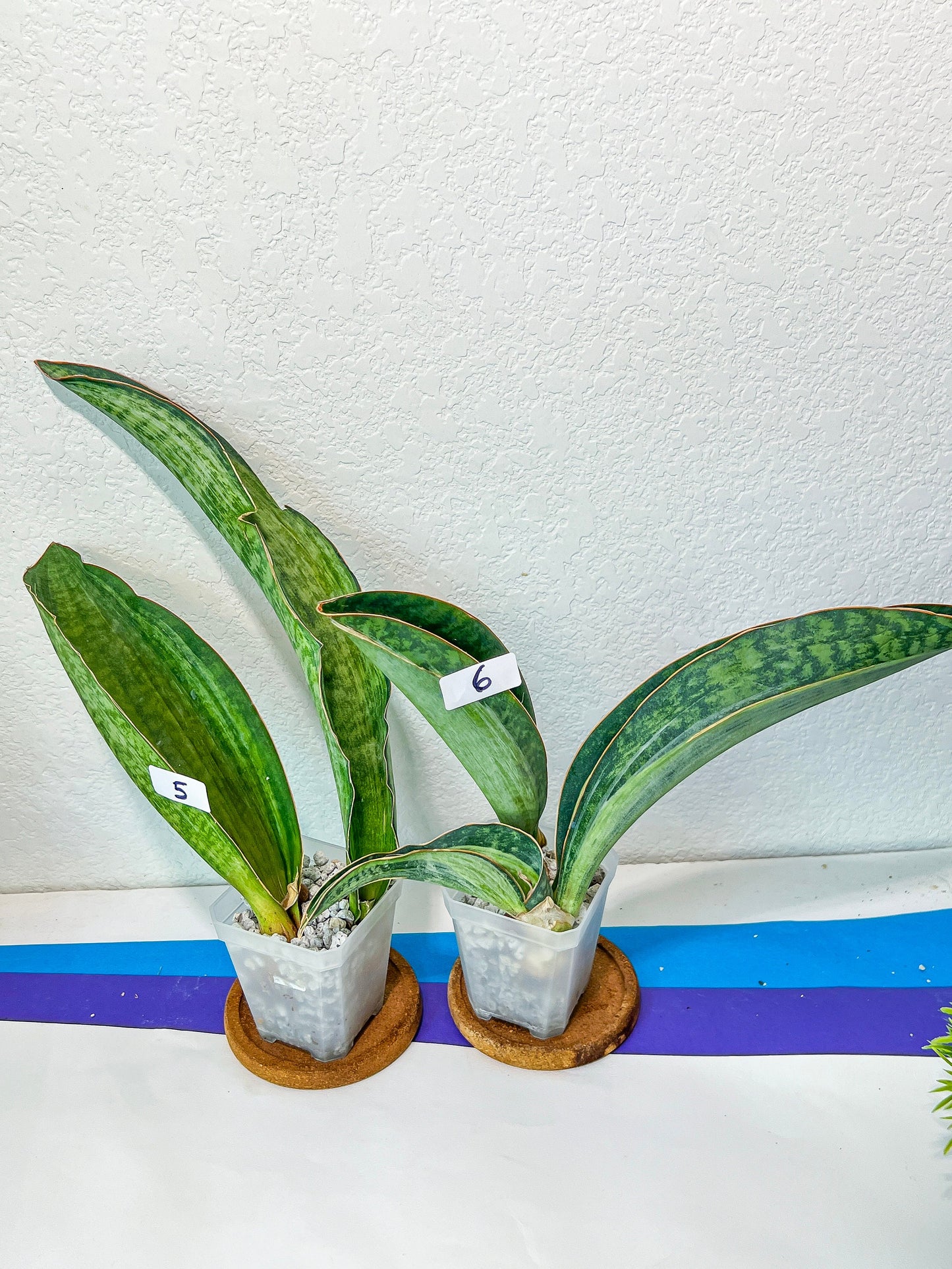 Sansevieria BRUDA (#MC1~6) | Hybrid of Masoniana Var x Eliptica Var | Rare