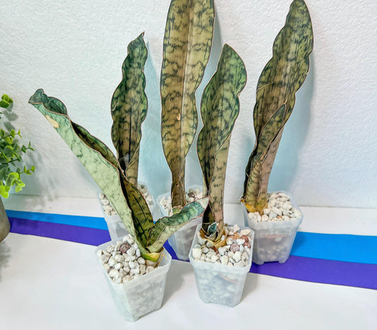 Sansevieria Kirkii Pepito (#R1~7) | Very Rare Import | 2.5" Planter