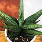 Sansevieria Penguin (#AC5) | Imported Hybrids | 2" Pots