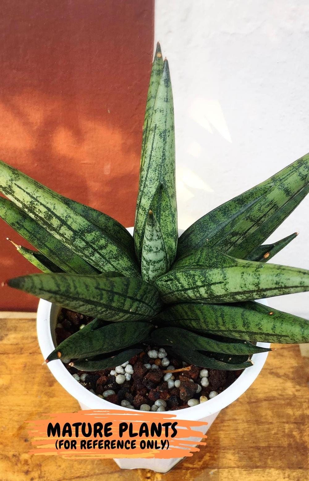 Sansevieria Penguin (#AC5) | Rare Imported House Plants | Rare Snake Plant