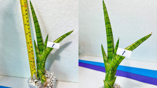 Sansevieria Rare Collections Group 1 (#5~7) | Names of the plants are listed on Descriptions
