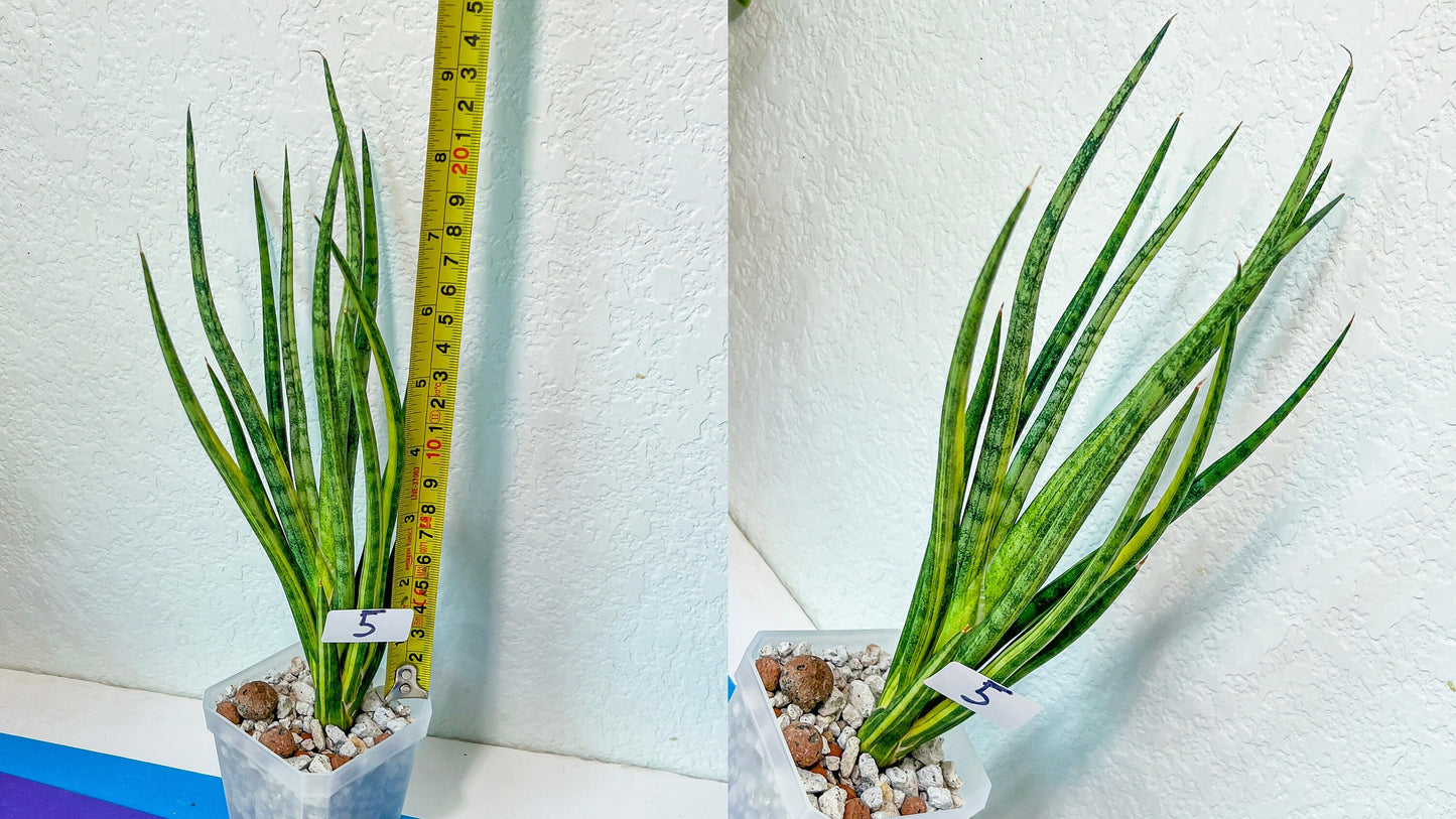 Sansevieria Rare Collections Group 1 (#1~4) | Names of the plants are listed on Descriptions