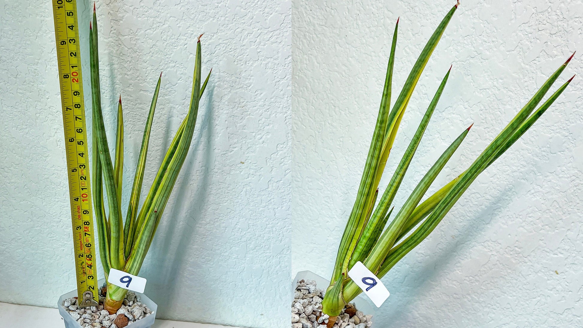Sansevieria Rare Collections Group 1 (#1~4) | Names of the plants are listed on Descriptions