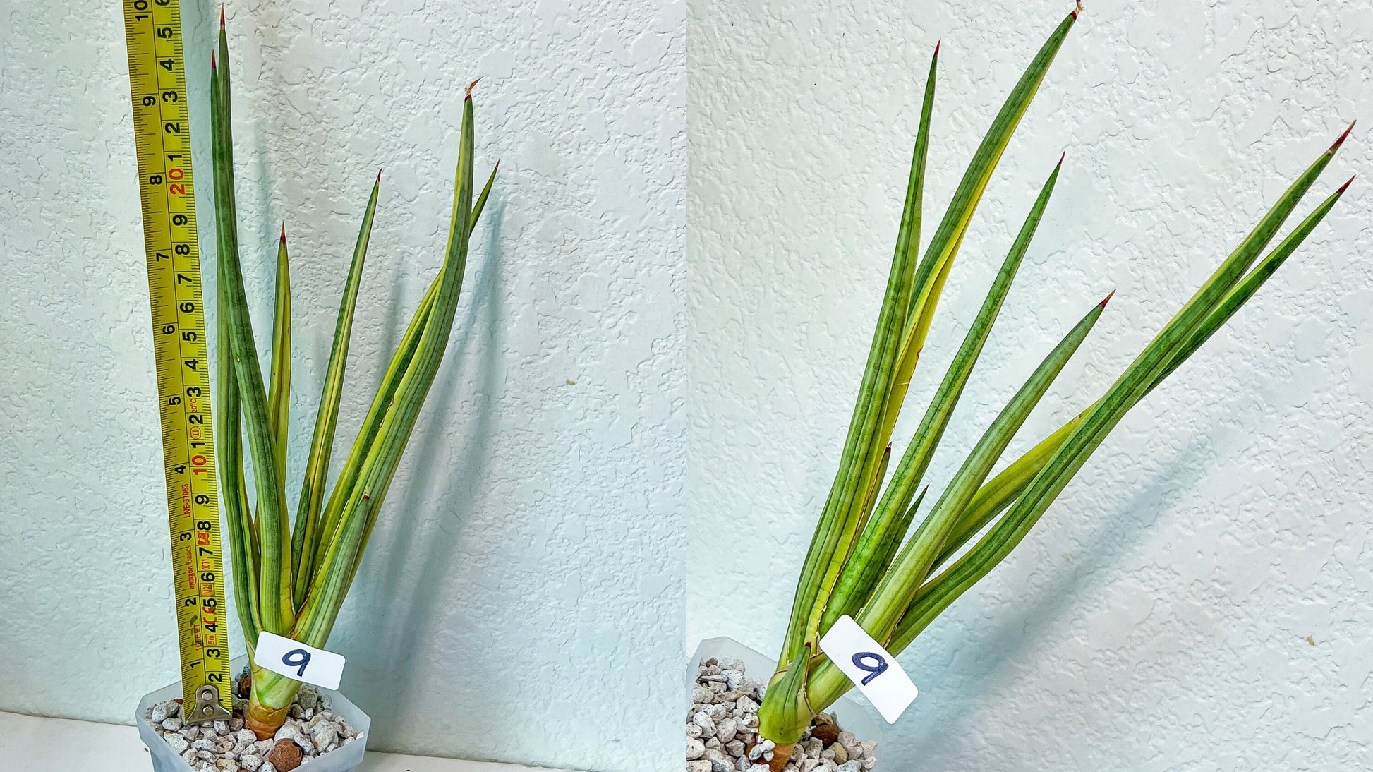 Sansevieria Rare Collections 2.5" Pot | Plant names listed in descriptions. More photos available on request (G3/1~9)