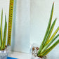 Sansevieria Rare Collections (G3/10~17) | Plant names listed in descriptions. More photos available on request