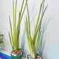 Sansevieria Royal Crown (R34) | Rare Imported Plants | Easy care Indoor Plants