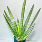 Sansevieria RARE cylindrica Collections (#R34) | Imported Snake Plants