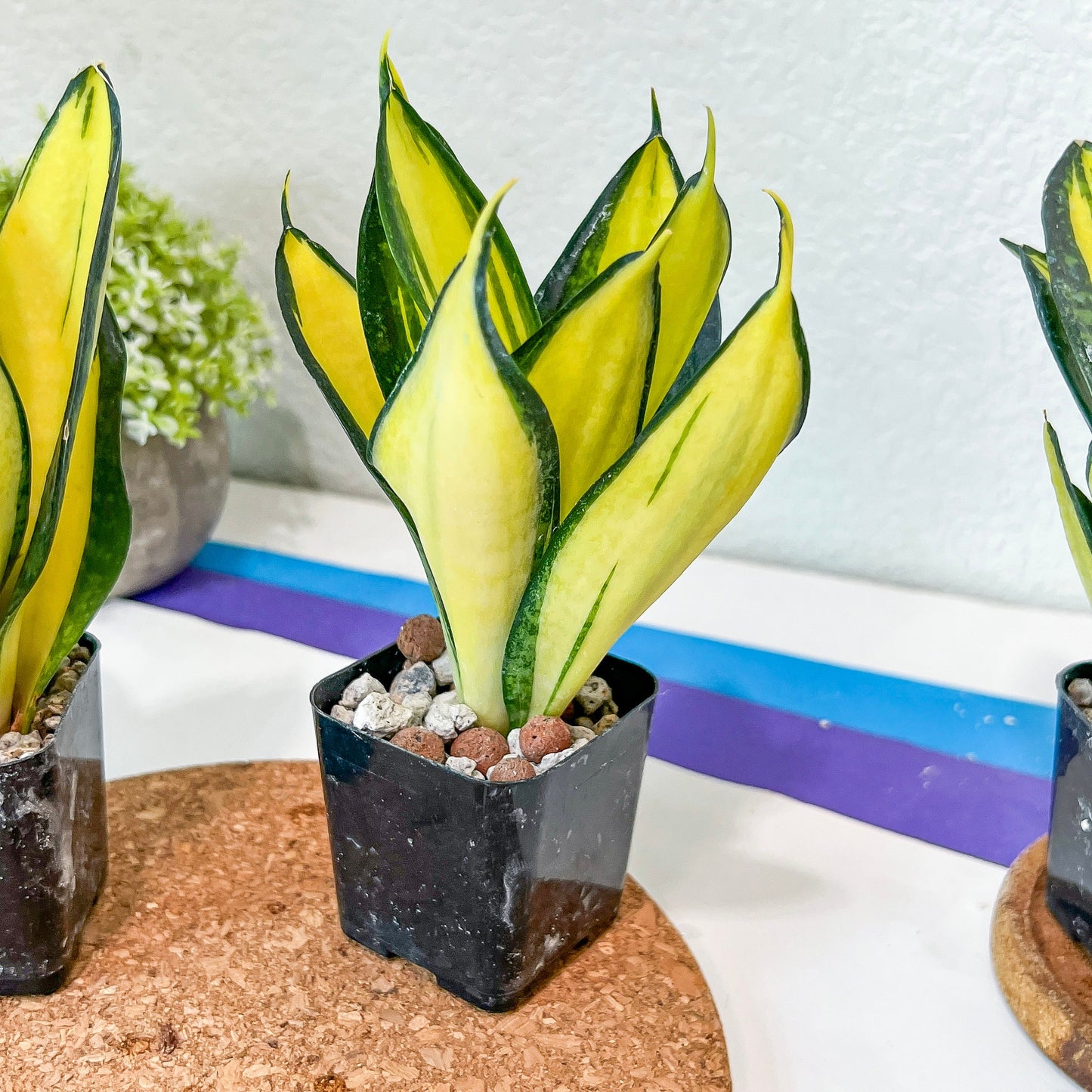 Sansevieria Hahnii solid gold (#RA36) | Imported Snake Plants | 2" Pot