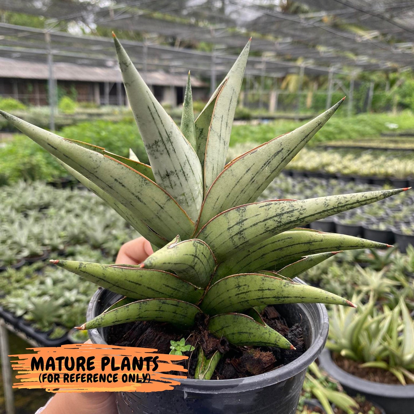 Sansevieria Nonlawee (g1) (4) | Imported Plant