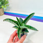 Sansevieria Nagato (#RA34) | Imported House Plants | Snake plant | 2" Planter