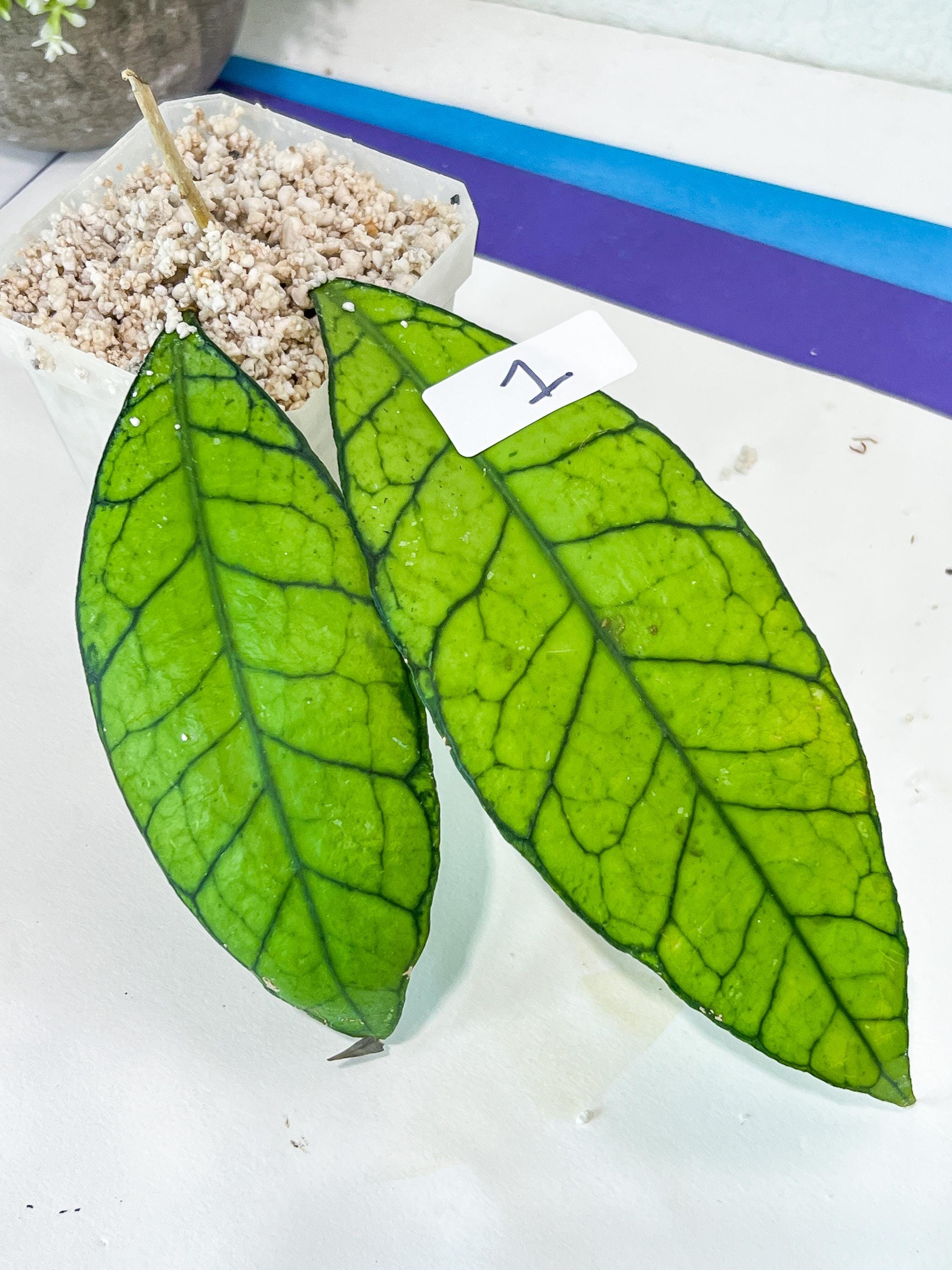 Hoya Callistophylla sp. Kalimantan UT-158 (#LA1~3) | Rare Imported Hoyas | 2.5