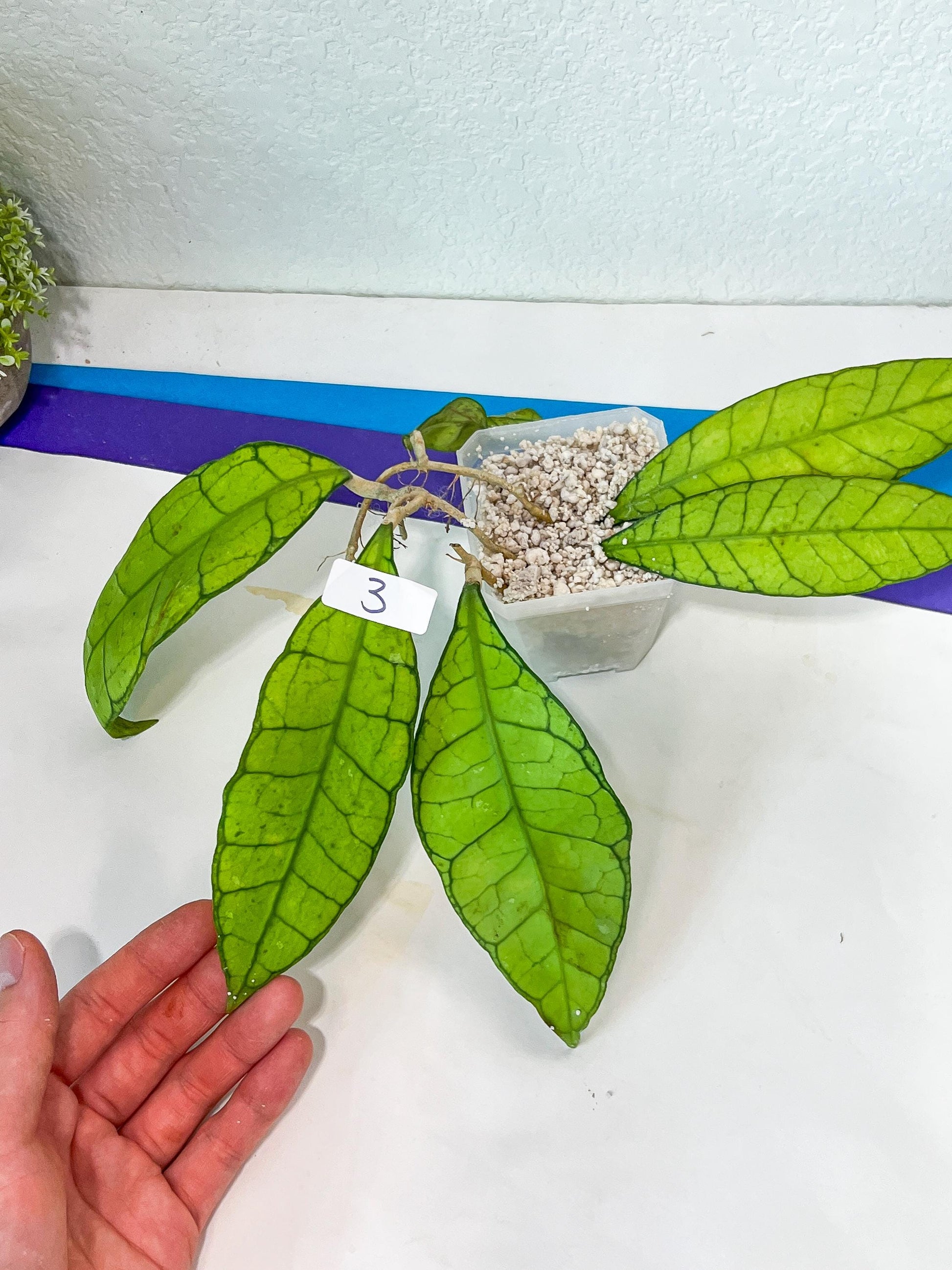 Hoya Callistophylla sp. Kalimantan UT-158 (#LA1~3) | Rare Imported Hoyas | 2.5" pot Included