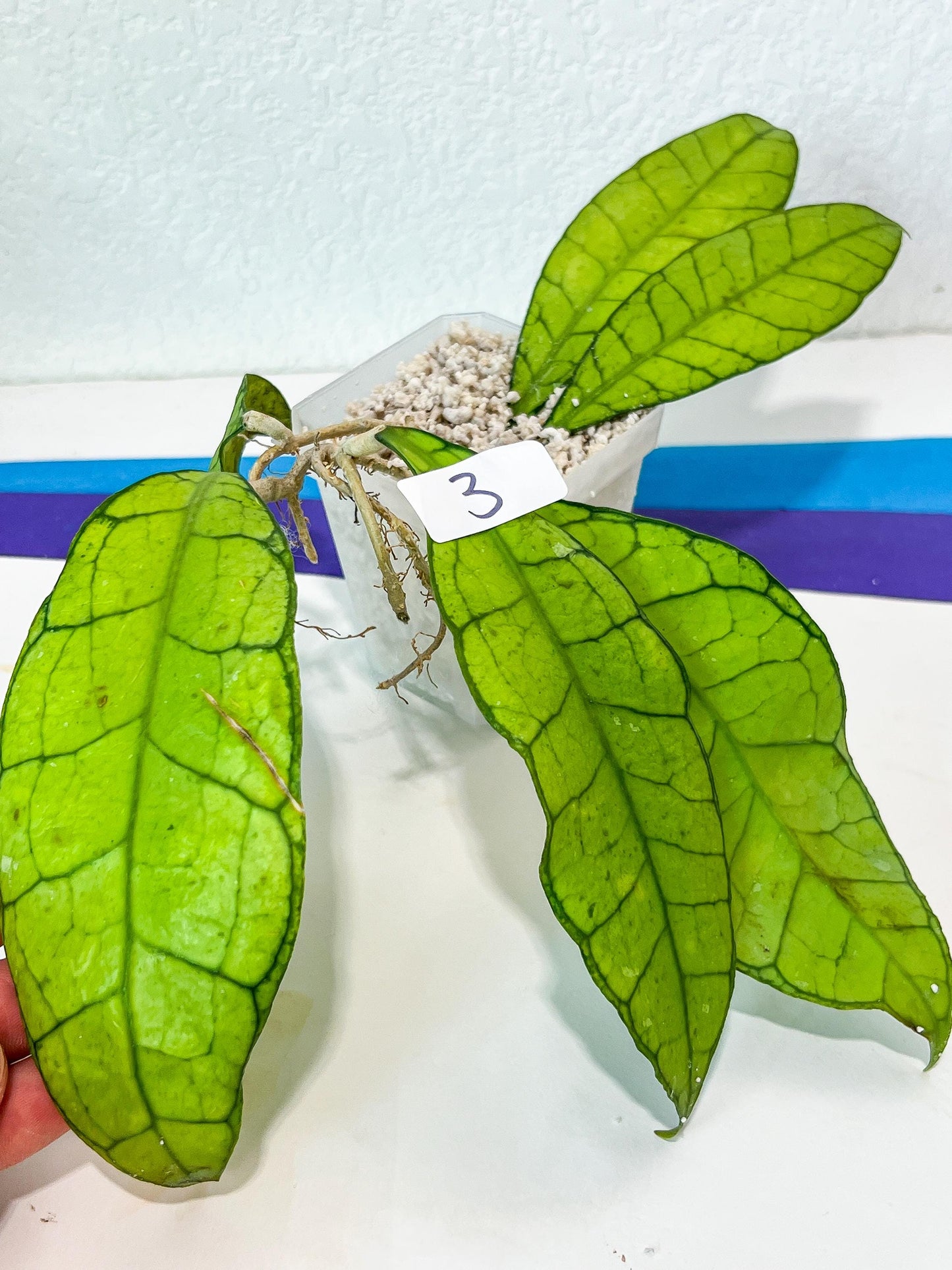 Hoya Callistophylla sp. Kalimantan UT-158 (#LA1~3) | Rare Imported Hoyas | 2.5" pot Included