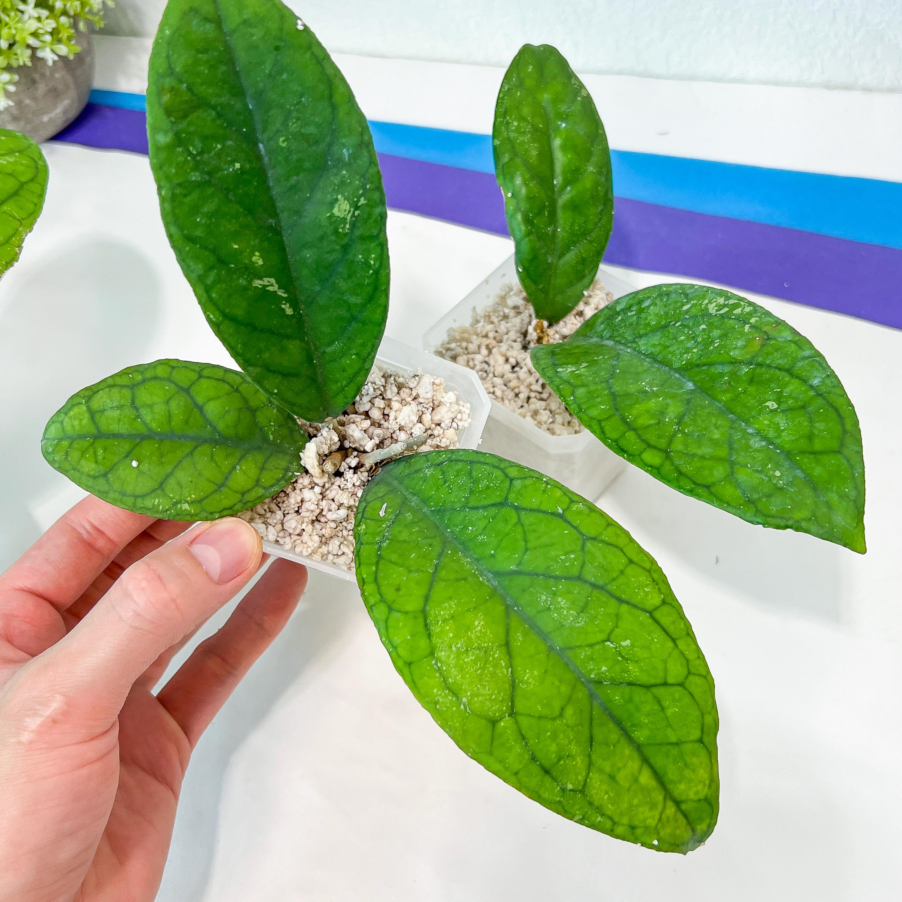 Hoya tanggamus indonesia (#LA4~6) | Rare Imported Hoyas | 2.5